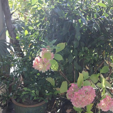 Magnolia House Bed & Breakfast Blenheim Bagian luar foto